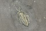 Pyritized Triarthrus Trilobite With Appendages - New York #129112-2